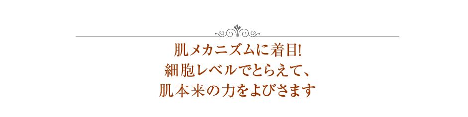  肌メカニズムに着目！   細胞レベルでとらえて、  肌本来の力をよびさます